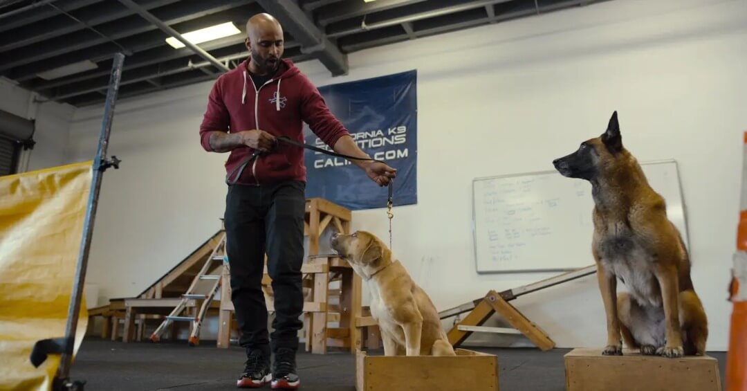 سریال مداخله سگ