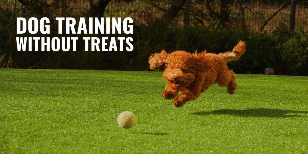 آموزش تربیت سگ