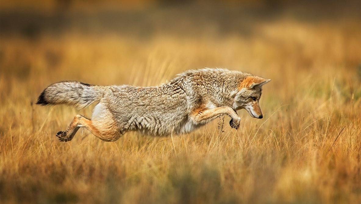 عکاسی از حیات وحش | 9 نکته برای گرفتن عکاسی بهتر از حیات وحش 1 عکاسی از حیات وحش