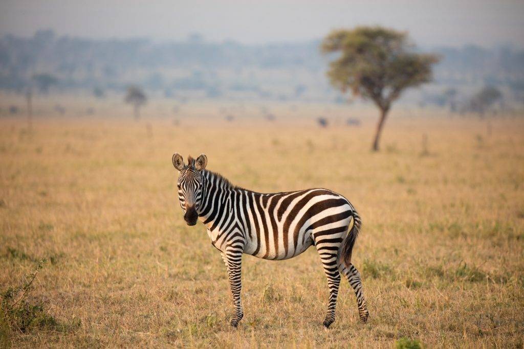 عکاسی از حیات وحش | 9 نکته برای گرفتن عکاسی بهتر از حیات وحش 3 آموزش عکاسی از حیات وحش