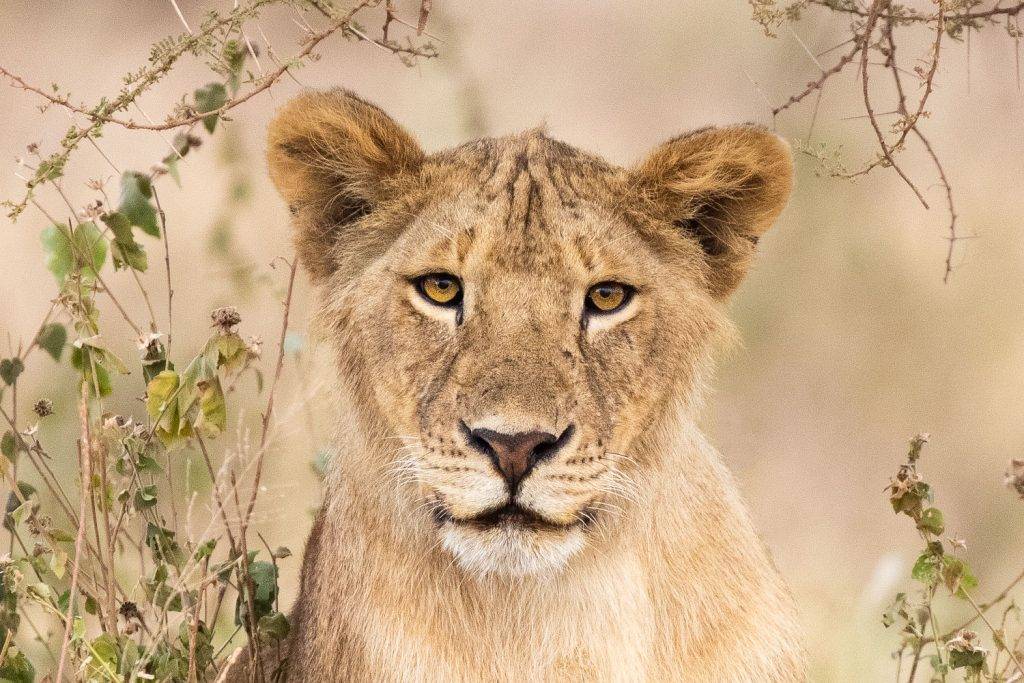 عکاسی از حیات وحش | 9 نکته برای گرفتن عکاسی بهتر از حیات وحش 2 عکاسی از حیات وحش