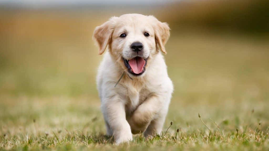 راهنمای نژاد سگ : در 7 گروه اصلی سگ کاوش کنید 2 راهنمای نژاد سگ