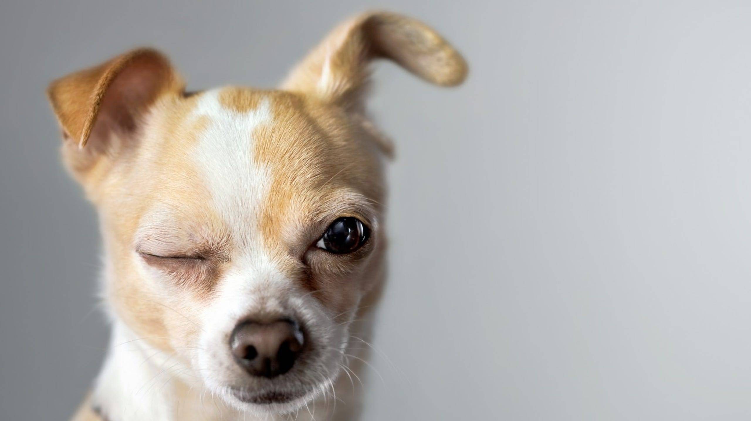 راهنمای نژاد سگ : در 7 گروه اصلی سگ کاوش کنید 1 نژاد سگ