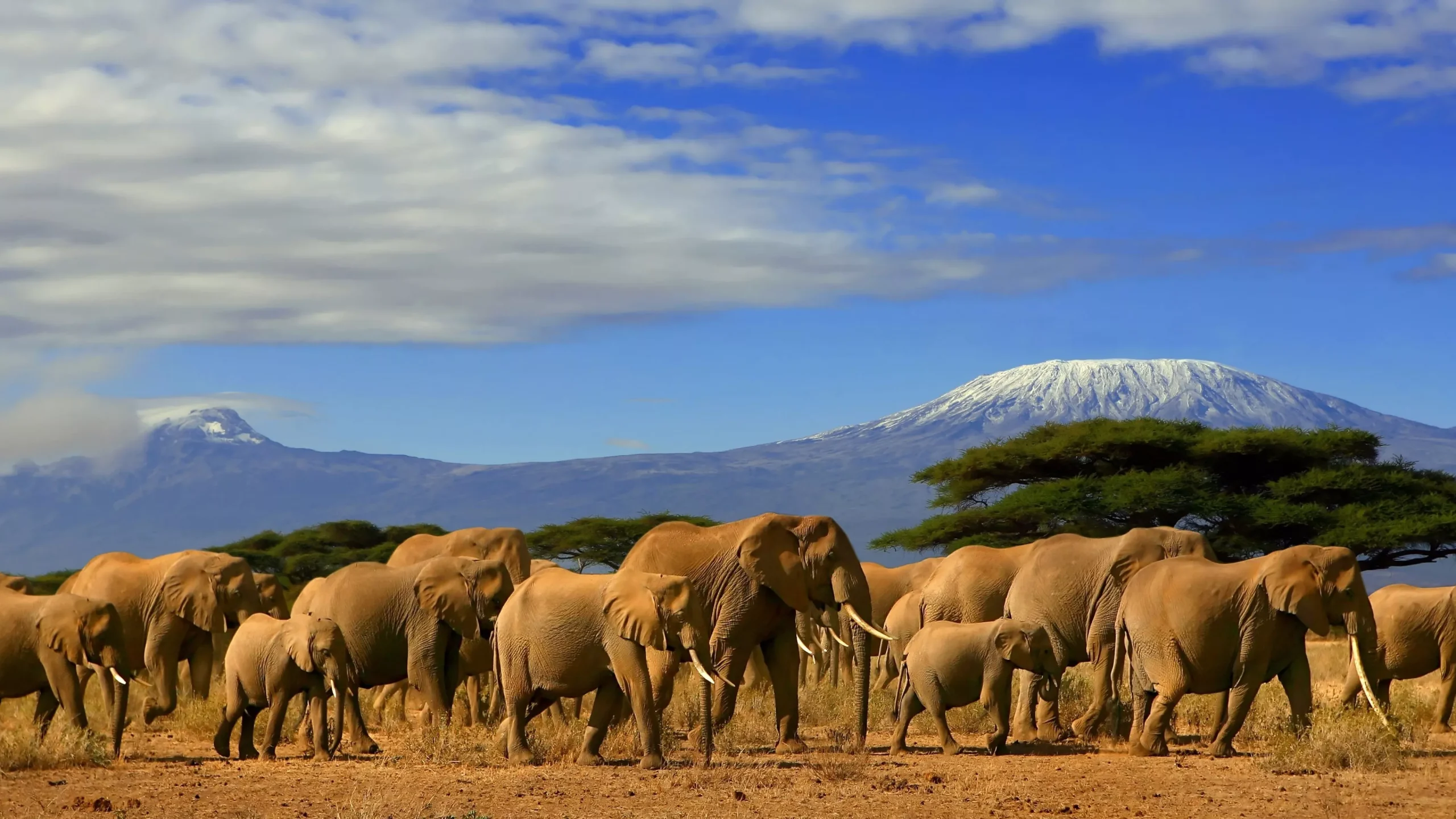 kenia laenderinformationen elephanten kilimandjaro natucate scaled