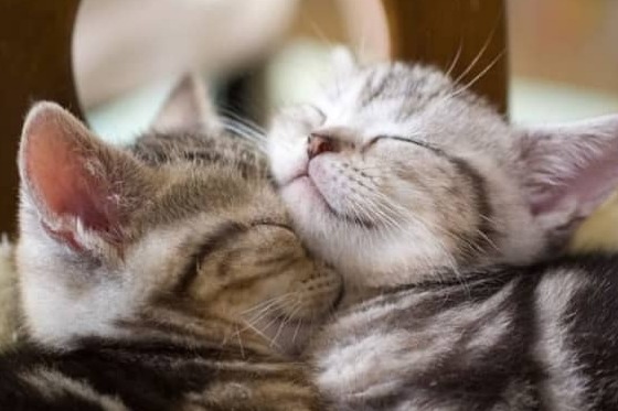 بهترین بیمارستان دامپزشکی کجاست و چه ویژگی هایی دارد؟ 3 38686360 e256 4935 a8be 15a959f967a6