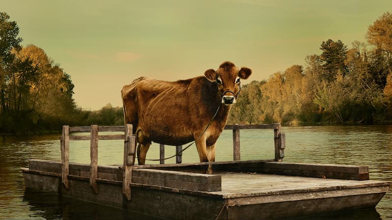 نقد و بررسی فیلم اولین گاو | First Cow 2020 3 فیلم اولین گاو