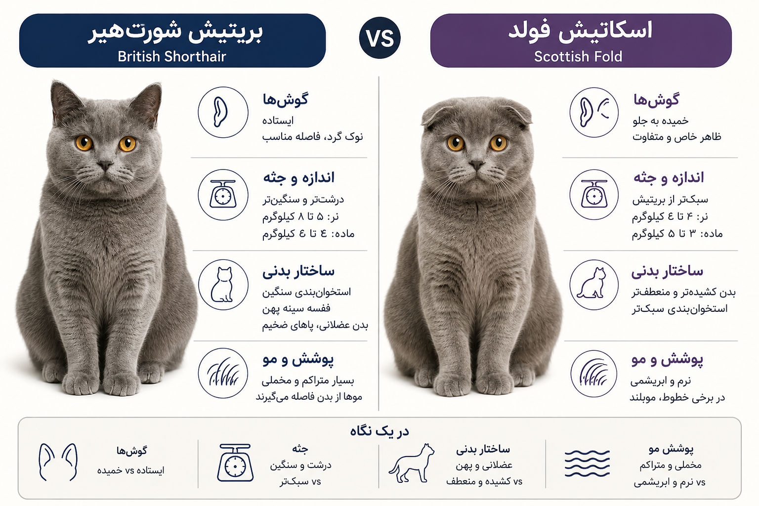 مقایسه گربه بریتیش شورتهیر و اسکاتیش فولد؛ کدام نژاد برای نگهداری، سلامت و زندگی آپارتمانی مناسبتر است؟ 3 dee07976 5adb 4dbb b0c3 a14ecdfd5dc9