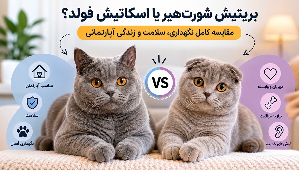 مقایسه گربه بریتیش شورتهیر و اسکاتیش فولد؛ کدام نژاد برای نگهداری، سلامت و زندگی آپارتمانی مناسبتر است؟ 12 بریتیش شورتهیر یا اسکاتیش فولد؟
