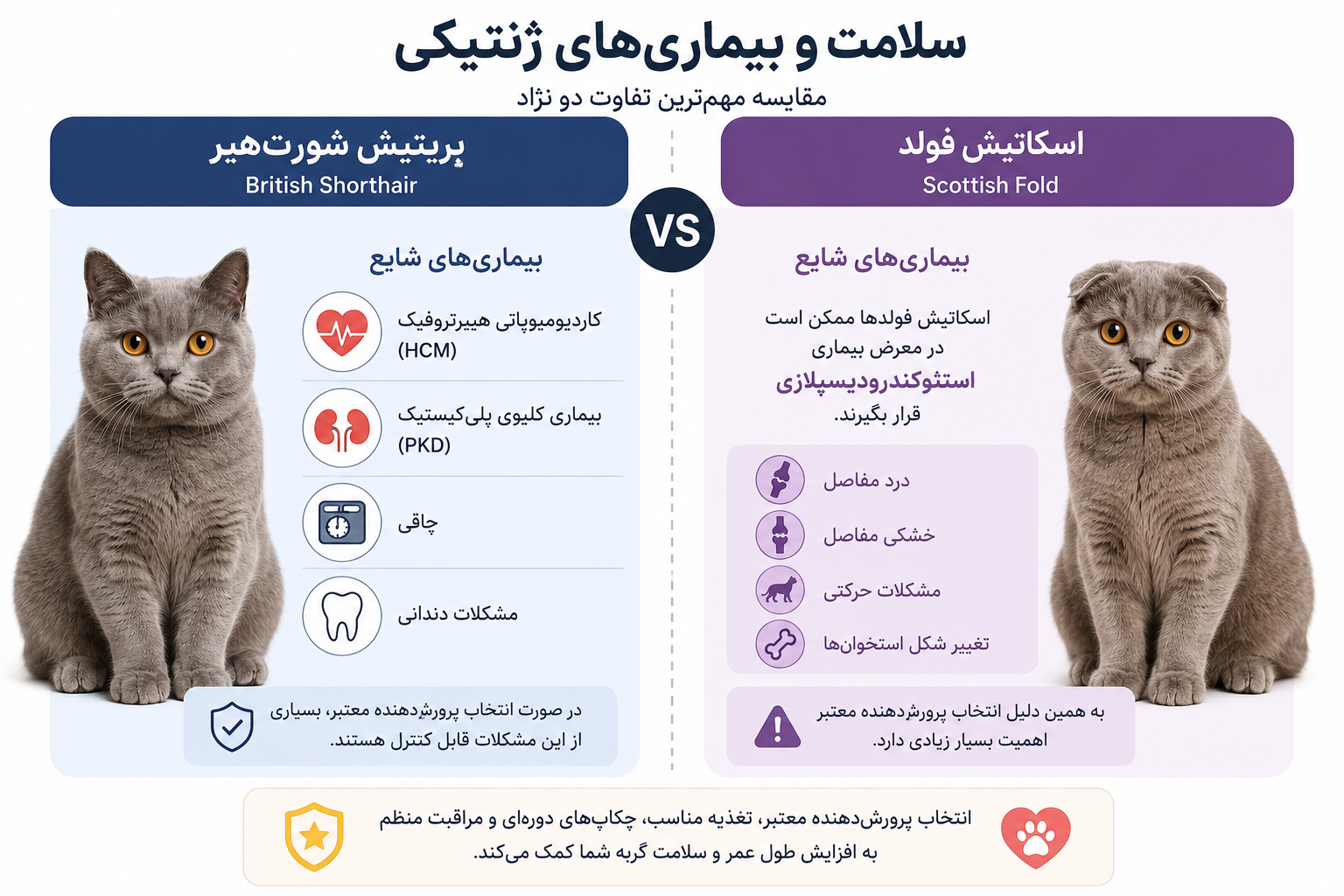 مقایسه گربه بریتیش شورتهیر و اسکاتیش فولد؛ کدام نژاد برای نگهداری، سلامت و زندگی آپارتمانی مناسبتر است؟ 4 eda022ae 8c53 41a3 8413 bd3ac1f11452