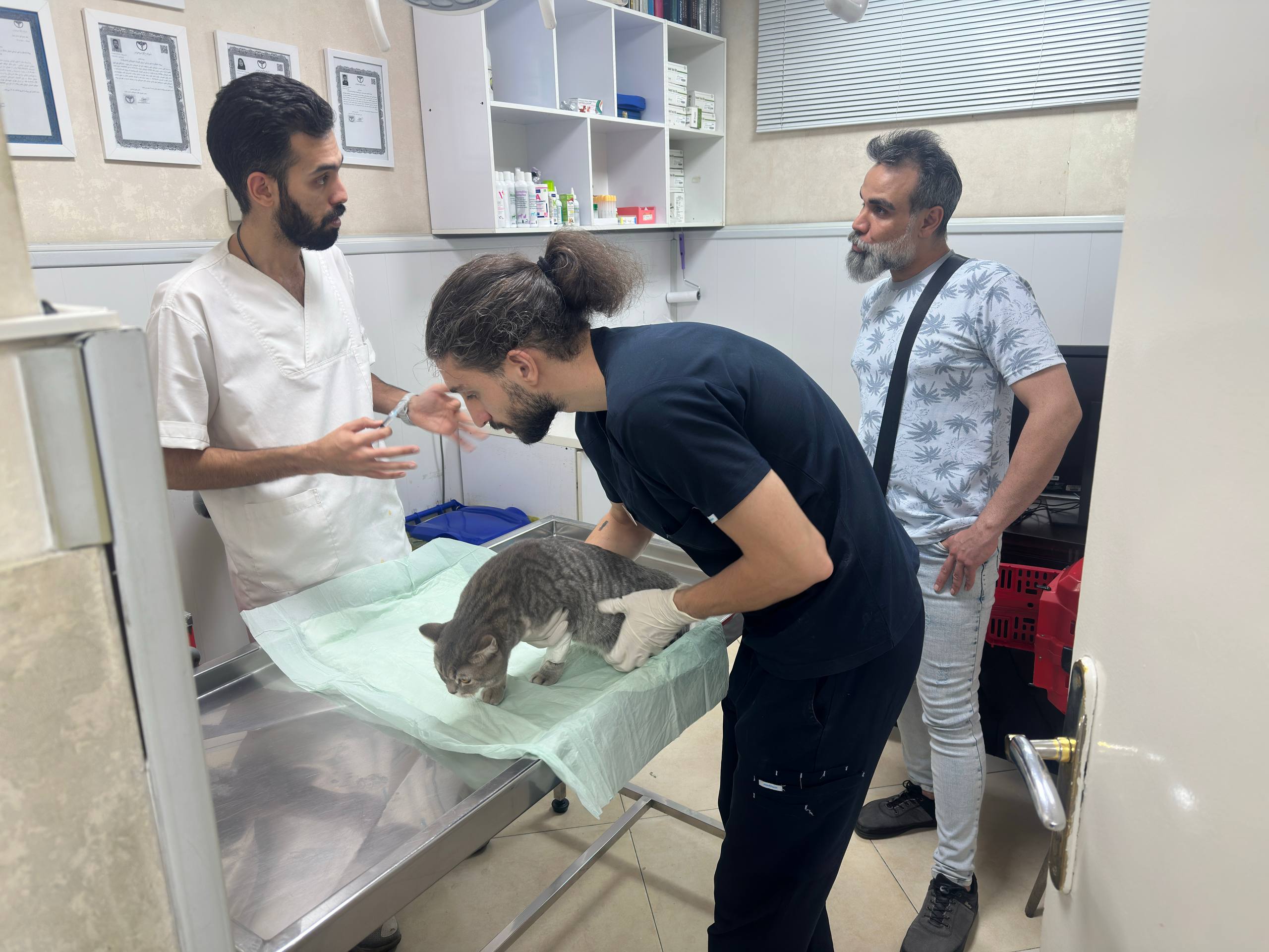راهنمای پیدا کردن پت شاپ و کلینیک دامپزشکی خوب برای خرید لوازم و غذای گربه و سگ 2 6c732007 2f77 4361 a0c0 9a65df064c3a